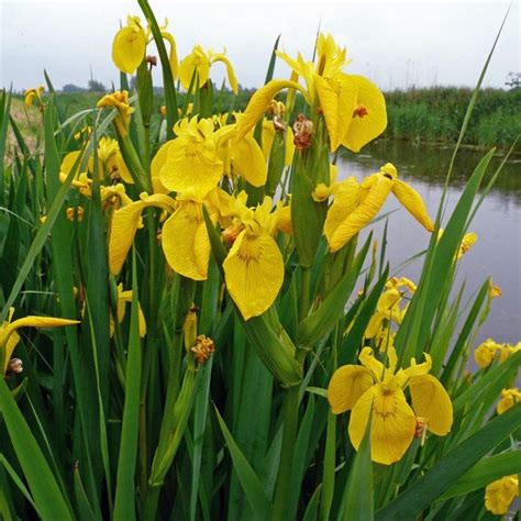 Iris Pseudacorus Iris D Eau Des Marais De Jolies Fleurs Jaune Vif