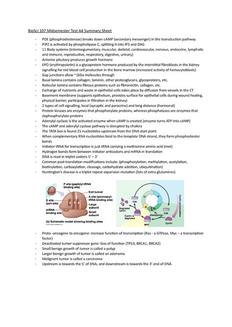 Bio Sci Midsemester Test A Summary Sheet Reticular Lamina