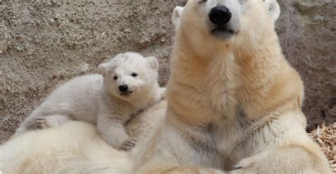 Baby Animals And Their Moms Because Its Mothers Day The Atlantic