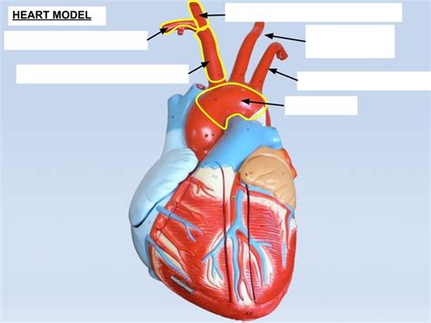 Arteries Of The Heart Lab Diagram Quizlet