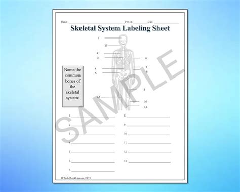 Human Body Systems Labeling Worksheets Activity Printable Bundle