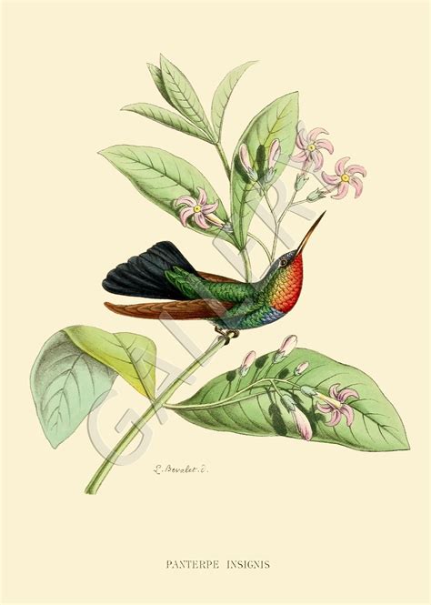 Set Of 2 Vintage Hummingbirds Prints Set No 184 Antique Hummingbirds