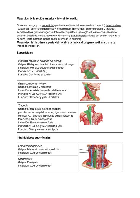 M Sculos Del Cuello Y Nuca M Sculos De La Regi N Anterior Y Lateral