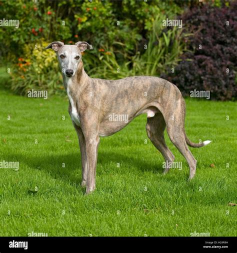 Whippet Stock Photo Alamy