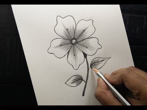 Easy Pencil Flower Drawing Step By Step