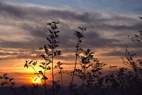 Fotos Gratis Paisaje Rbol Naturaleza Horizonte Rama Silueta