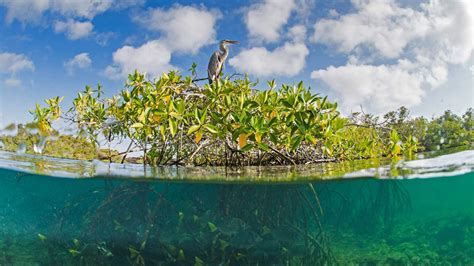 Mangrove Protections Can Provide Conservation Wins | The Pew Charitable Trusts