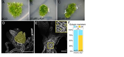 Inhibition Of Auxin Synthesis Phenocopies Cytokinin Treatment