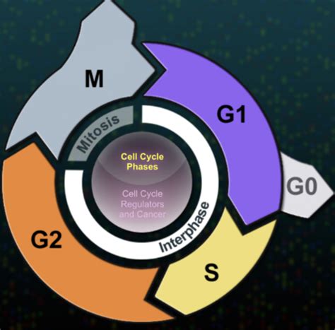 Mitosis: Interphase - Cell Cycle Flashcards | Quizlet