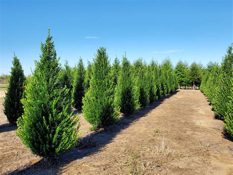 Emerald Colonnade® Holly Columnar Form Bold Spring