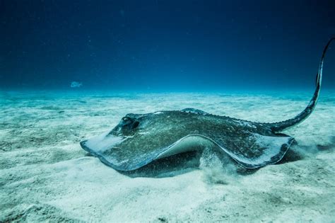 Arraia Peixe Tipos Caracter Sticas Reprodu O Alimenta O Habitat