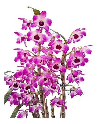 Orqu Dea Dendrobium Nobiles Olho De Boneca Planta Adulta Mercadolivre