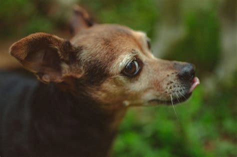 Meet The Whippet Chihuahua Mix Chi Whip In Detail