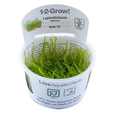 Leptodictyum Riparium 1 2 Grow GBee Shrimp Aquatics Ltd