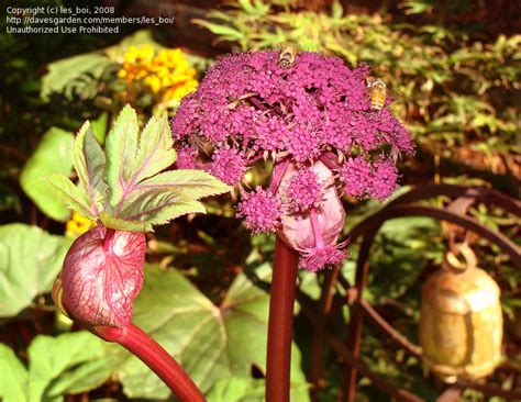 Plantfiles Pictures Angelica Species Giant Angelica Korean Angelica