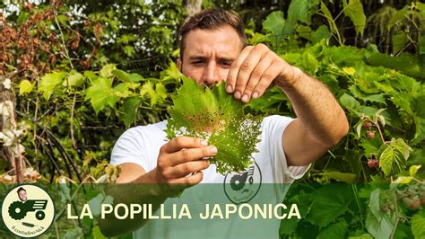 Eliminare La Popillia Japonica Guida Completa In 11 Passi Giardino Del