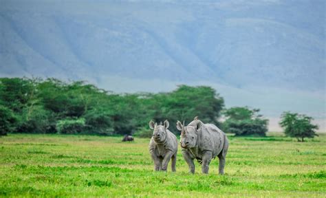 Safari im Ngorongoro Krater Reiseführer mit Karte