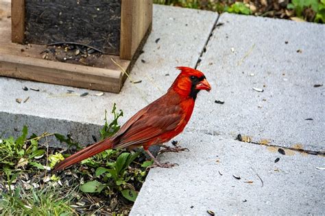 Uniquely Interesting Facts About Cardinals - fabfunfacts.com