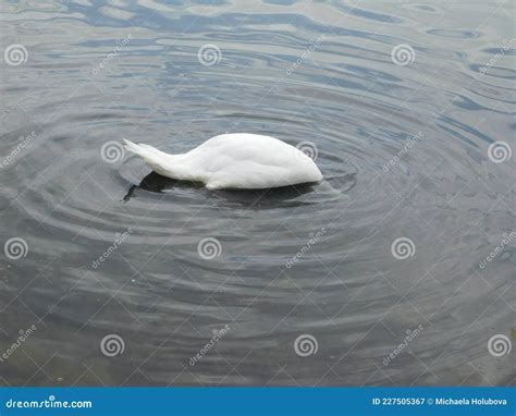 Mute Swan Diving For Lunch Foraging On Aquatic Vegetation From