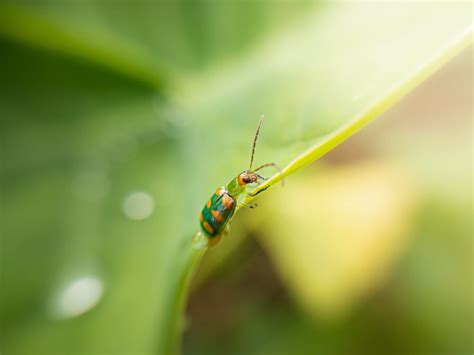 Macro Photography of Green Bug on Green Leaf · Free Stock Photo