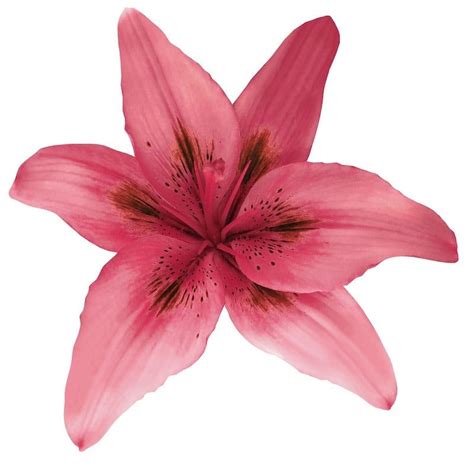 Hybrid Lilies Cherry Pink Lily Flower Nothing But Flowers Flower