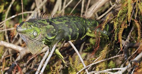 Are Reptiles About to Go Extinct? Here’s What a Recent Study Says