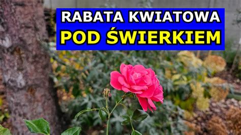 Rośliny obok Świerka NIE ROSNĄ Rabata Kwiatowa pod Świerkiem