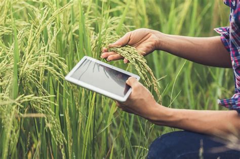 ¿cómo Las Nuevas Tecnologías Pueden Mejorar La Agricultura Orgánica