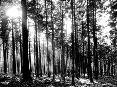 Free Images Tree Forest Branch Black And White Sunlight Trunk