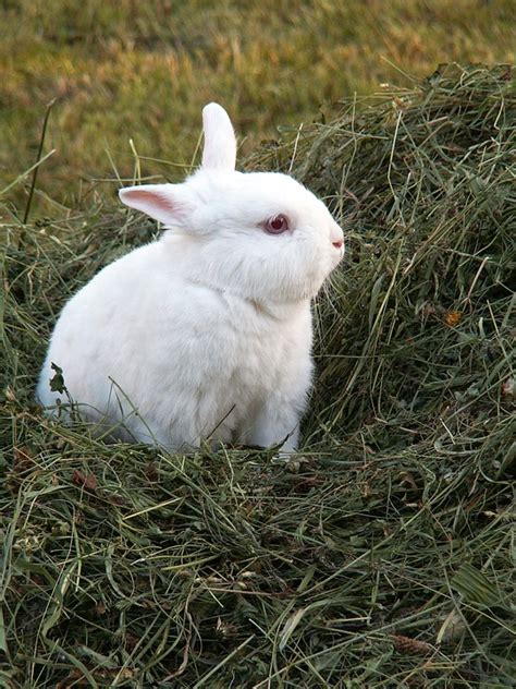 Rabbit Hay · Free Photo On Pixabay