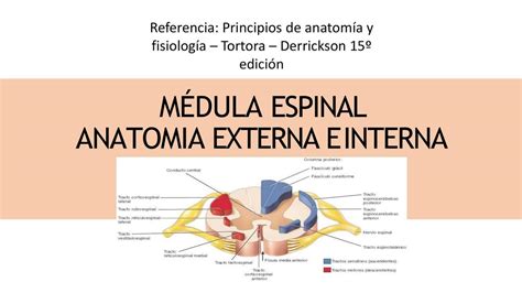 Generalidades Médula Espinal Médula Espinal Sistema Nervioso