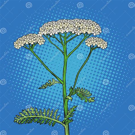 Yarrow Milfoil Flower Medicinal Plant Achillea Millefolium Stock Vector Illustration Of Close