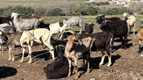 La Junta Publica Las Ayudas A Las Agrupaciones De Defensa Sanitaria