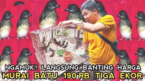 Dibuli Mahal Langsung Banting Harga Murai Batu Trotol Tiga Ekor