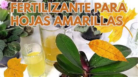 fertilizante orgánico para hojas amarillas remedio casero CHUYITO