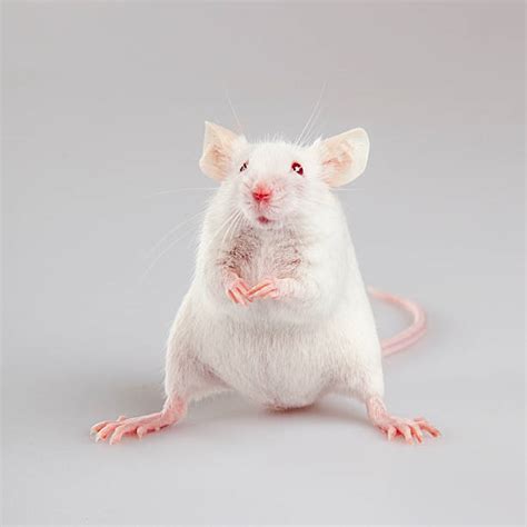 White Rats Stock Photos Pictures And Royalty Free Images Istock