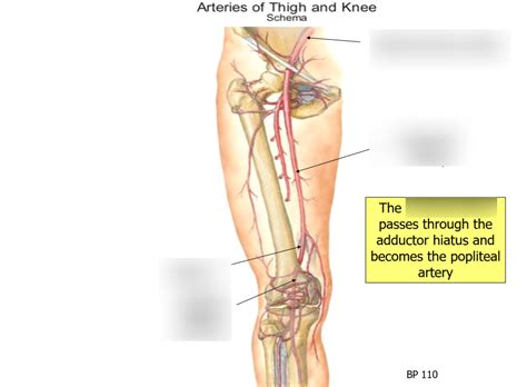 Popliteal Artery Diagram