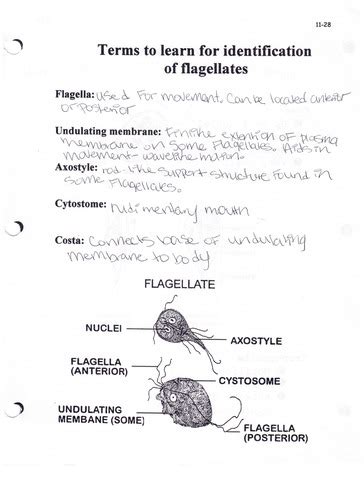 Microbiology 11 1b Flagellates And Ciliates Flashcards Quizlet