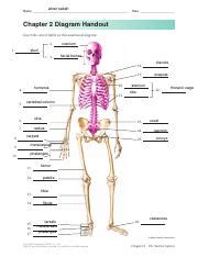 Skeletal Diagrams Pdf Abrar Sabah Name Date Chapter Diagram Handout