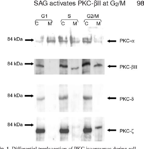 PDF Generation Of Diacylglycerol Molecular Species Through The Cell