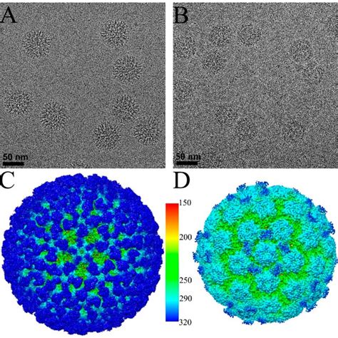 Cryo Electron Microscopy Cryo Em Reconstructions Of Hpv16 V5 And Download Scientific Diagram