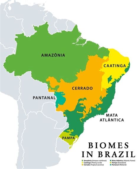 Biomas Do Brasil Mapa Poligonal