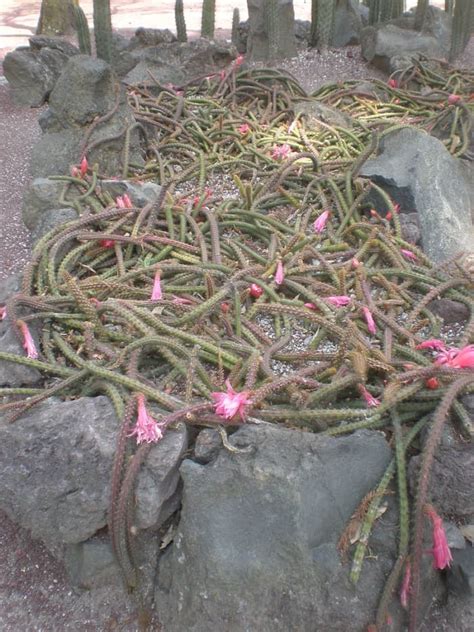 How To Grow Rat Tail Cactus Dengarden