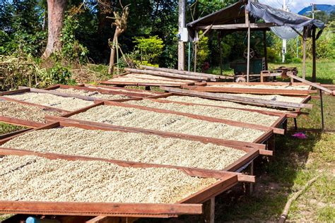 Coffee Harvesting - Sinouk Coffee