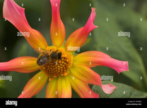 A Worker Honey Bee Apis Mellifera Gathers Pollen On A Bright