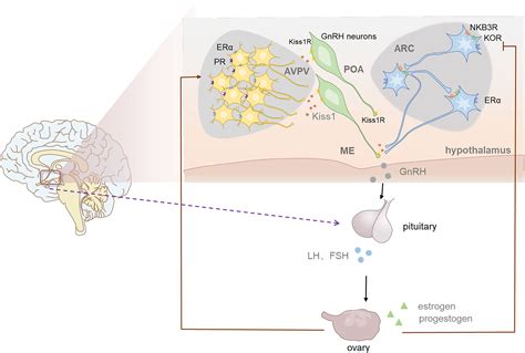 Frontiers The Role Of Kisspeptin In The Control Of The Hypothalamic