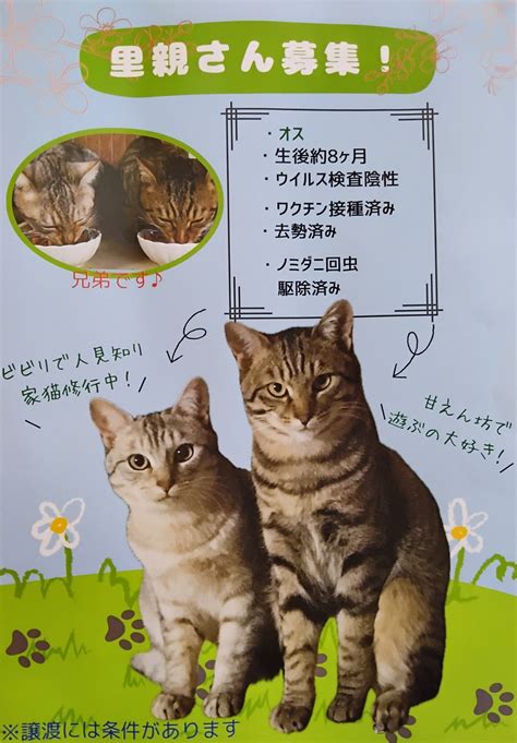 🔶🔷里親さん募集🐈男の子の猫ちゃん達※募集終了しました いちのみや動物病院