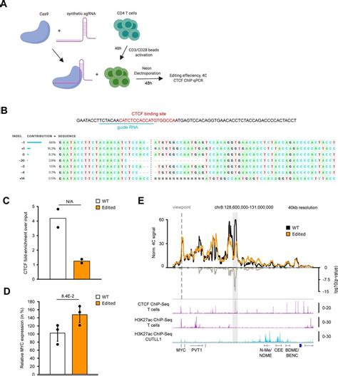 Crispr Cas Deletion Of Ctcf Binding Site Shows Loss Of Insulation