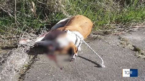 Crotone Cagnolina Legata Al Guard Rail E Uccisa A Bastonate