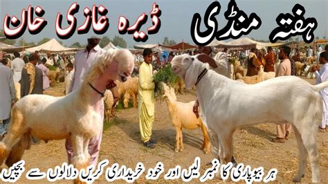 Dera Ghazi Khan Bakra Mandi New Update Today Mundra Mandi Bakra